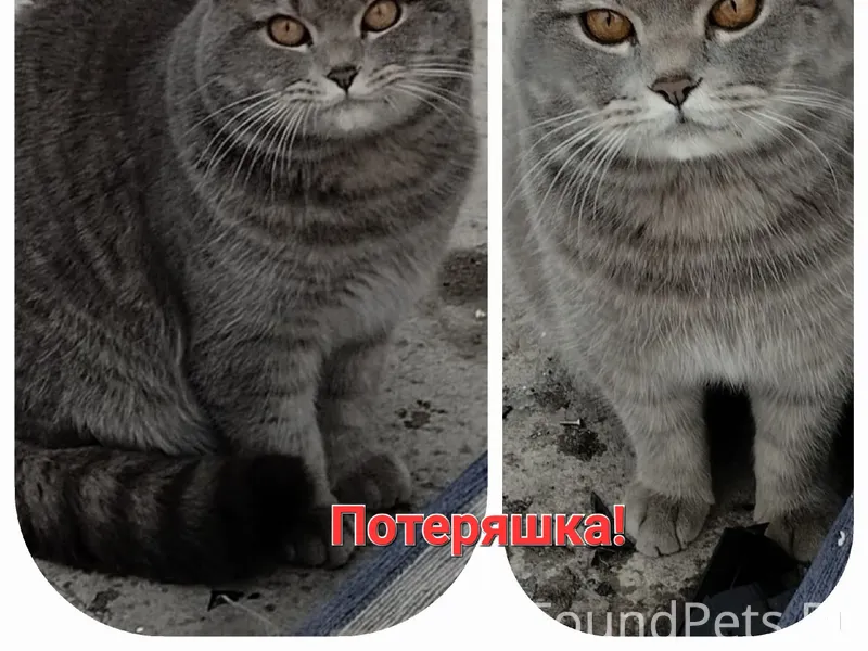 Найдись хозяин! Кот ласковый,т...