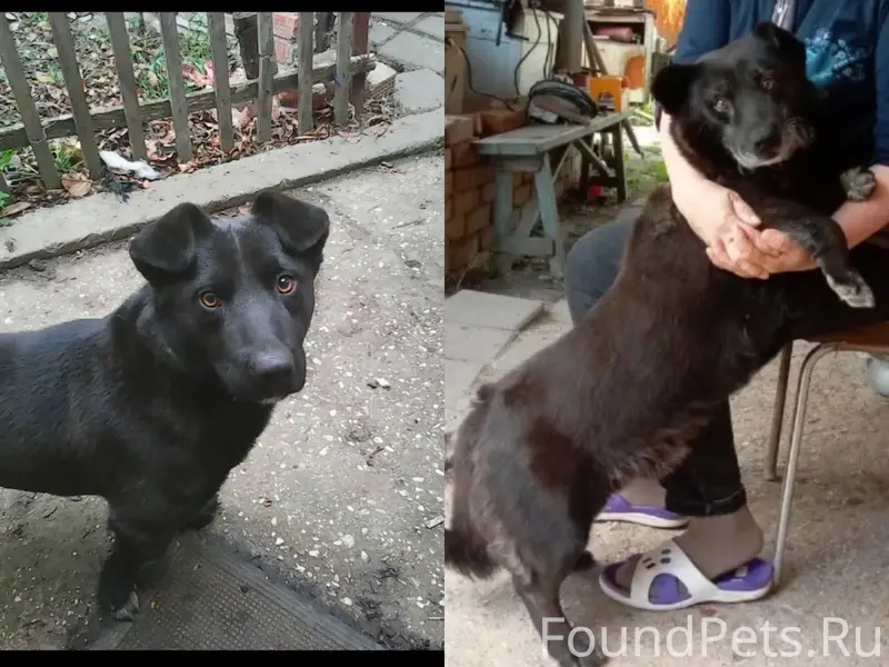 Пропала собака. 13 января сбеж...