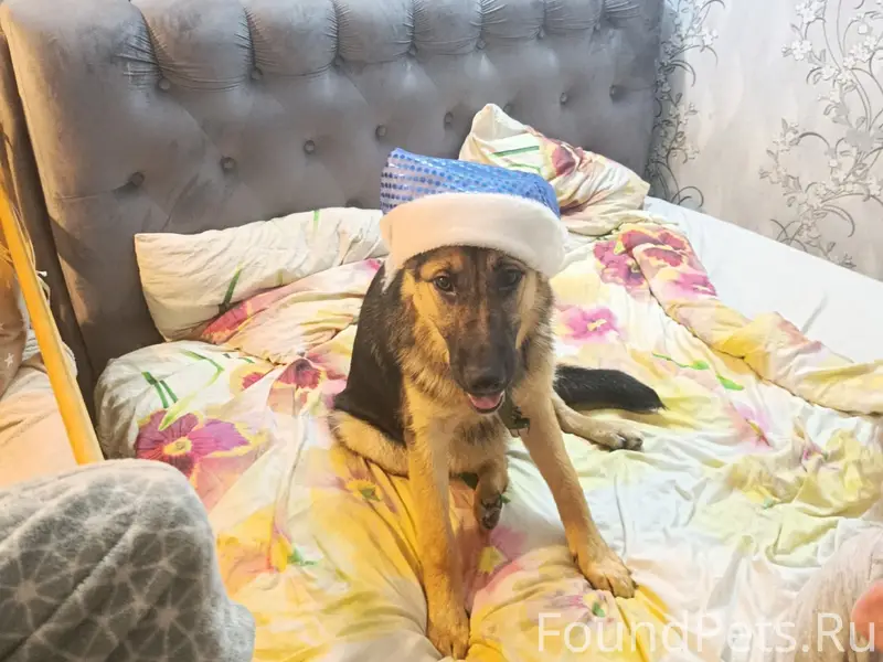 Потерялась собака,просьба если...