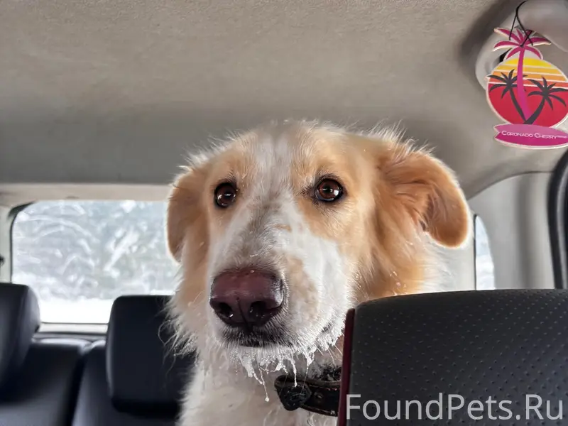 Найдена собака на повороте Тол...