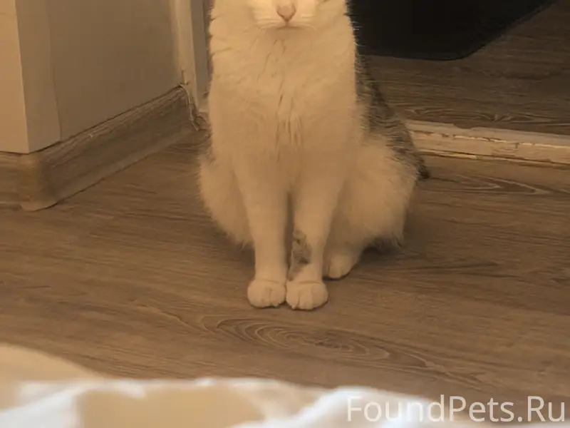 Пропала кошка д. Заболотье , п...