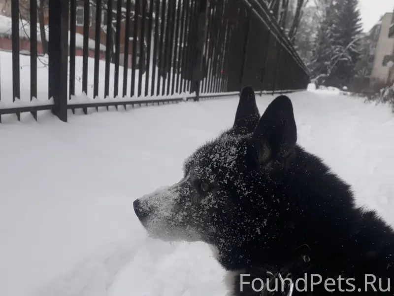 ПОМОГИТЕ НАЙТИ СОБАКУ! Сбежал ...