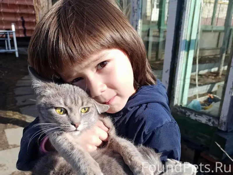 Пропала серая кошка. Может сос...