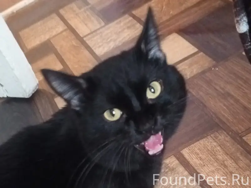 Пропал кот в районе остановки ...