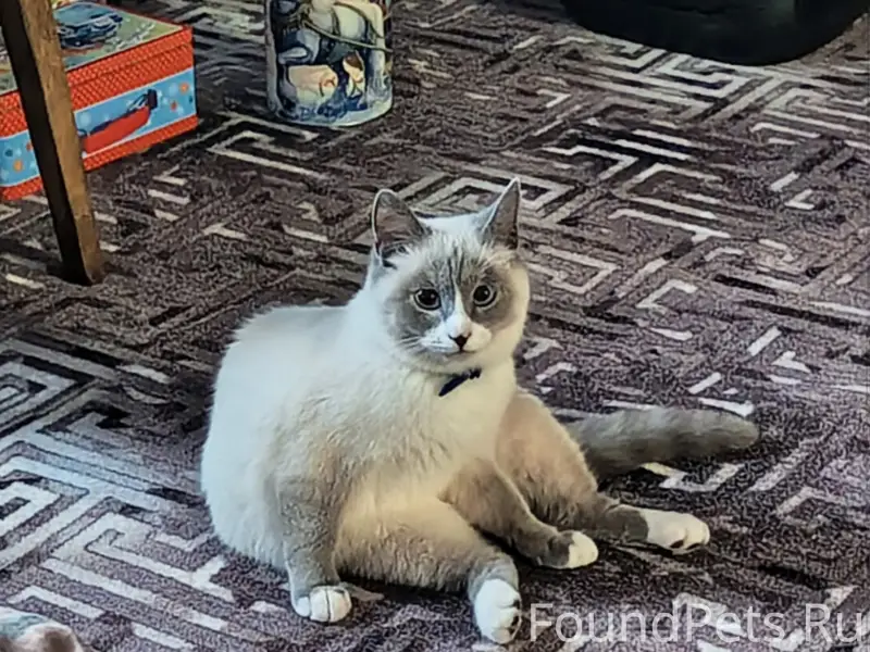 ПРОПАЛ КОТ ❗❗❗ На ул.Шалаева.....