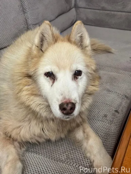 Найдена собака в районе ул. Во...