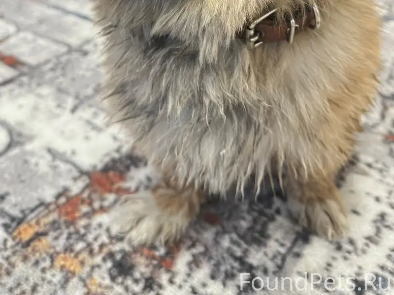 Найдена собака на Малахова 146...