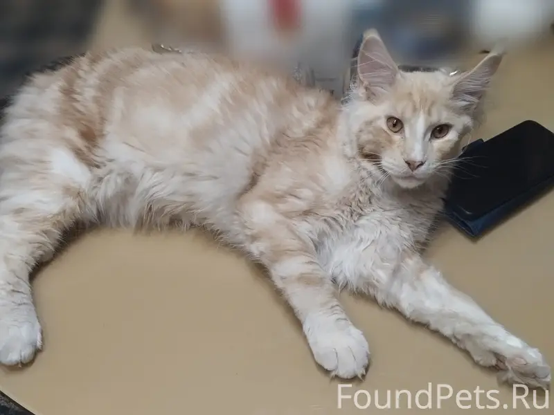 Пропал кот в с. Байны, в...