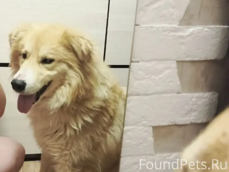 Помогаю информационно. Найдена...