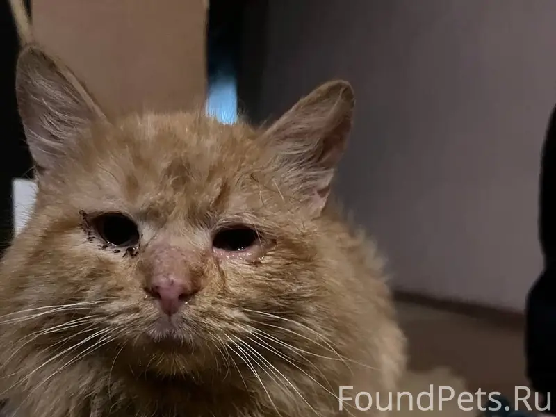 Найден домашний кот. Приучен к...