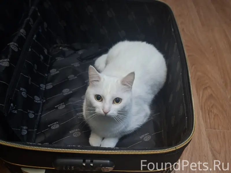 ️❗️SOS❗️ 🙏️ПРОПАЛА КОШКА! Ул. ...