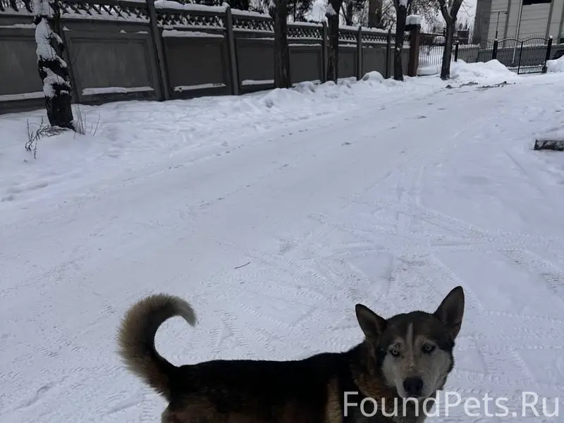 Замечена собака, хаски/метис, ...