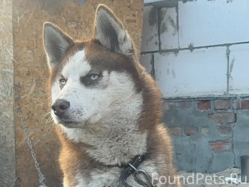 Убежала собака (хаски) если кт...