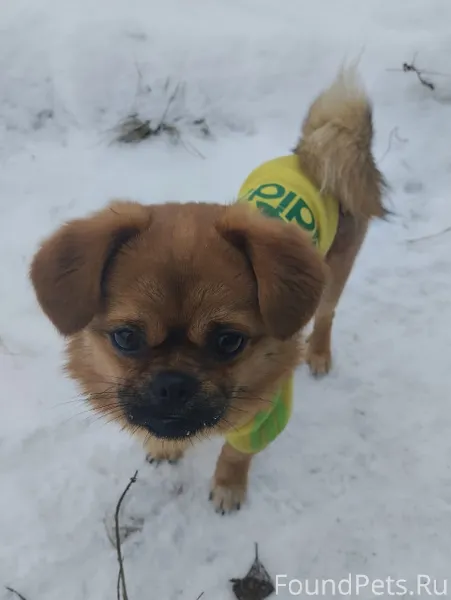 Пропала собака мальчик по клич...