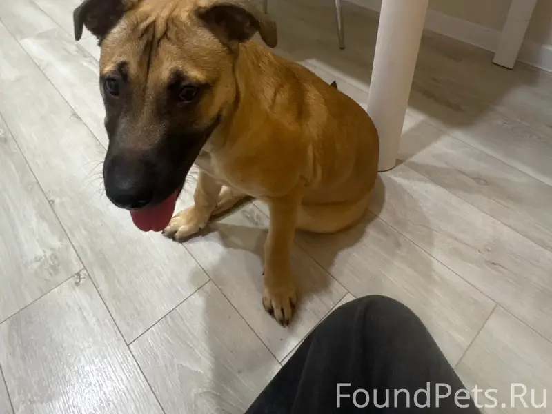 Найден щенок в районе улицы пл...