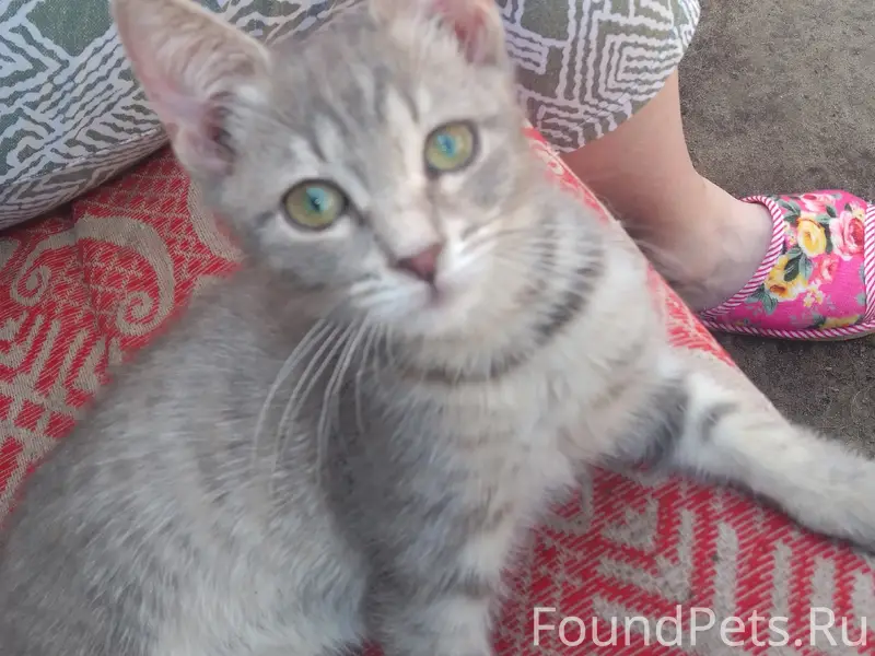 Пропал кот сегодня, отзывается...