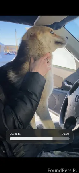 Всем доброе утро. Пропал пёс, ...