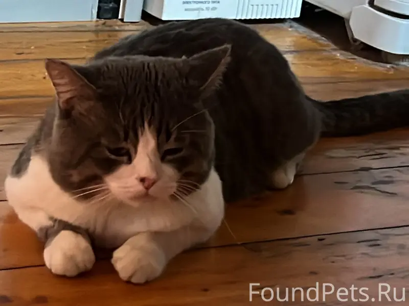Пропал кот! Убежал на улицу и....