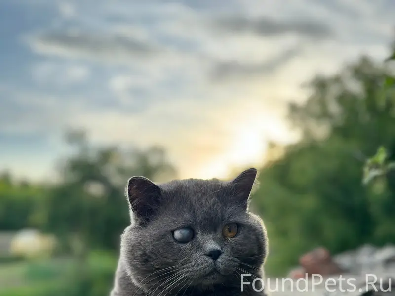 Пропал кот в районе улиц Мичур...