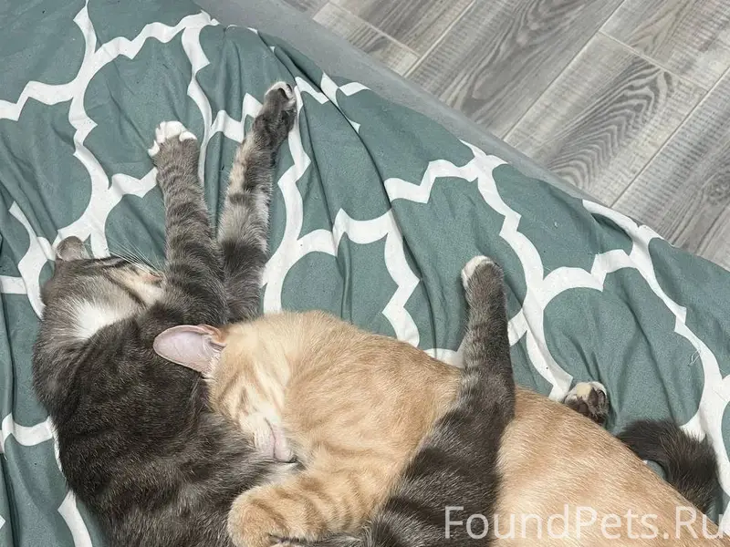 Добрый день. Пропал серый кот ...