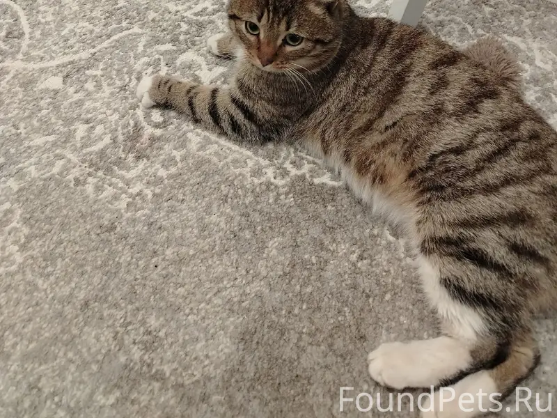 Найден кот. По виду домашний. ...