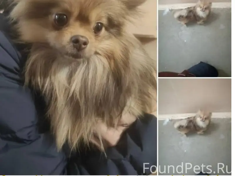 Найдена собака (девочка ). 14....