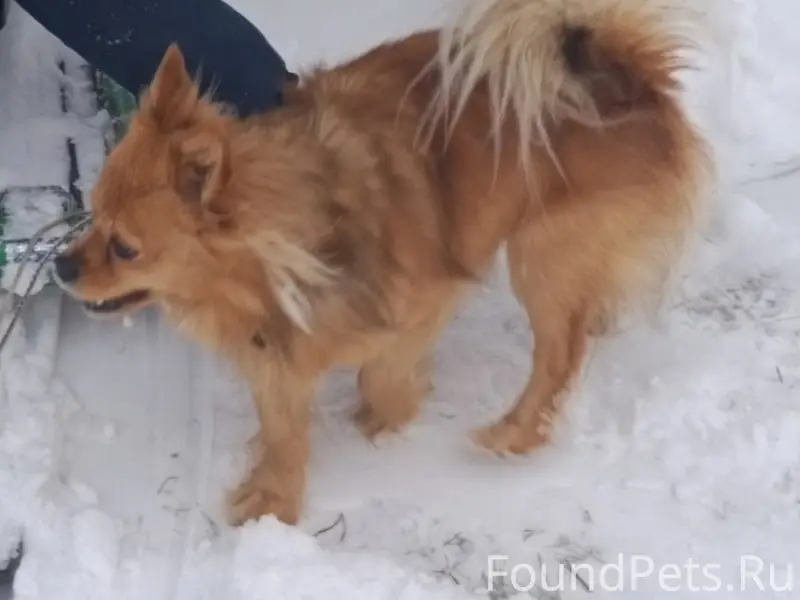 Пропал пёс!!! 14 февраля ушёл ...