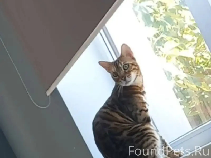 ⚠ ПРОПАЛ КОТ! ⚠ БЕНГАЛЬСКАЯ ПО...