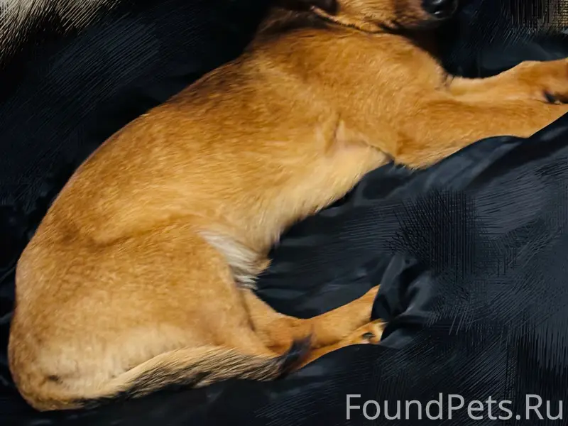 ❗ 🐕 Найден щенок(мальчик) рыже...