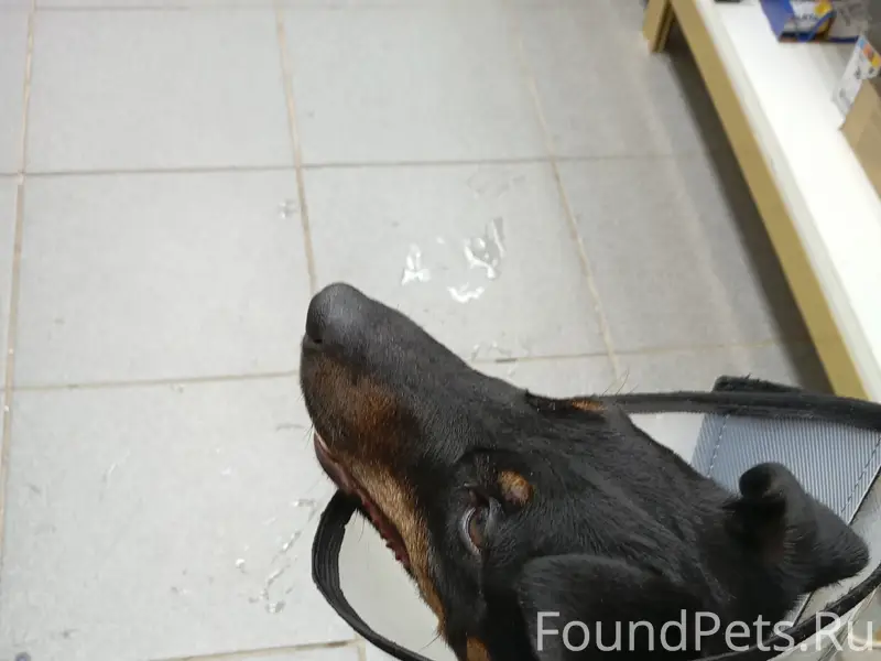 Найдена собака Текстильщиков 1...