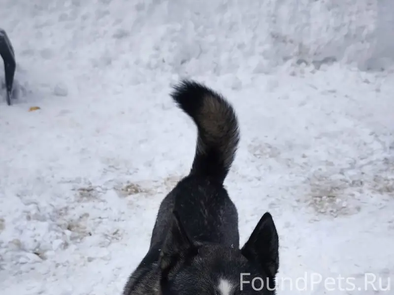 Пропала собака в районе с. Рыб...