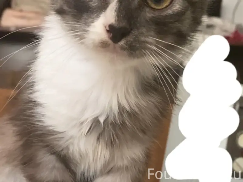 Пропала кошка 16.02.2026 г...