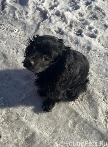 В районе Телецентр бродит соба...