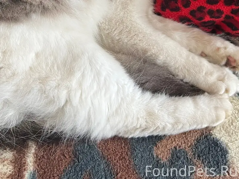 Пропал кот в районе улицы Кали...