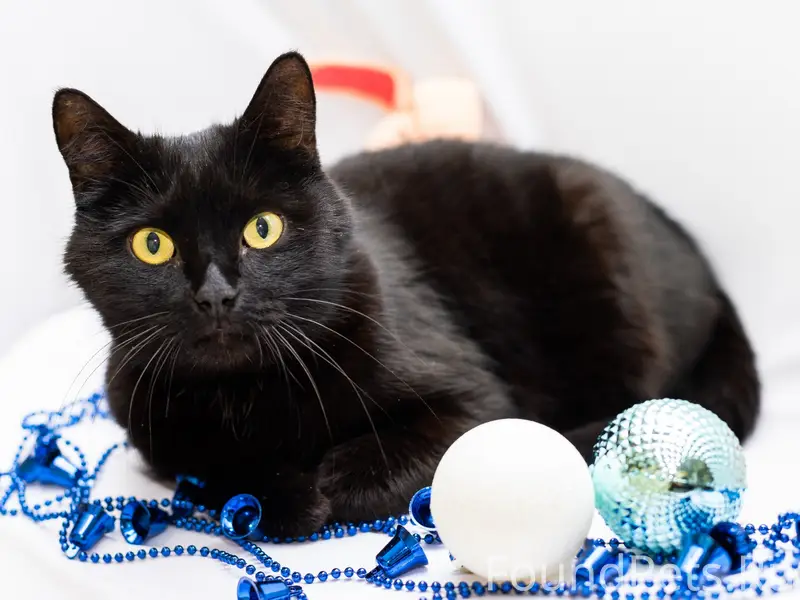 Маленькая леди в поисках потер...