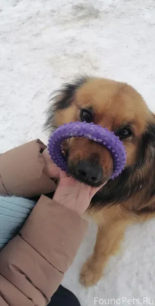 Потерялась собака, примерное м...