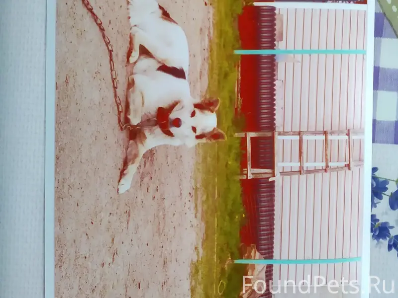 Пропала собака 17.02.2026 в...