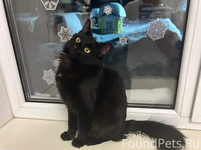 15 февраля пропал молодой коти...