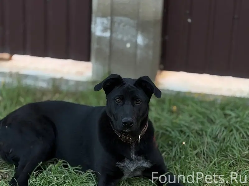 ПОМОГИТЕ НАЙТИ СОБАКУ ! район ...