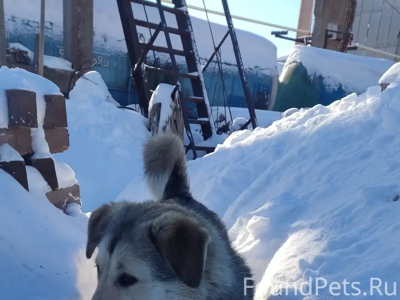 Найдена собака. Завод Керамзит...