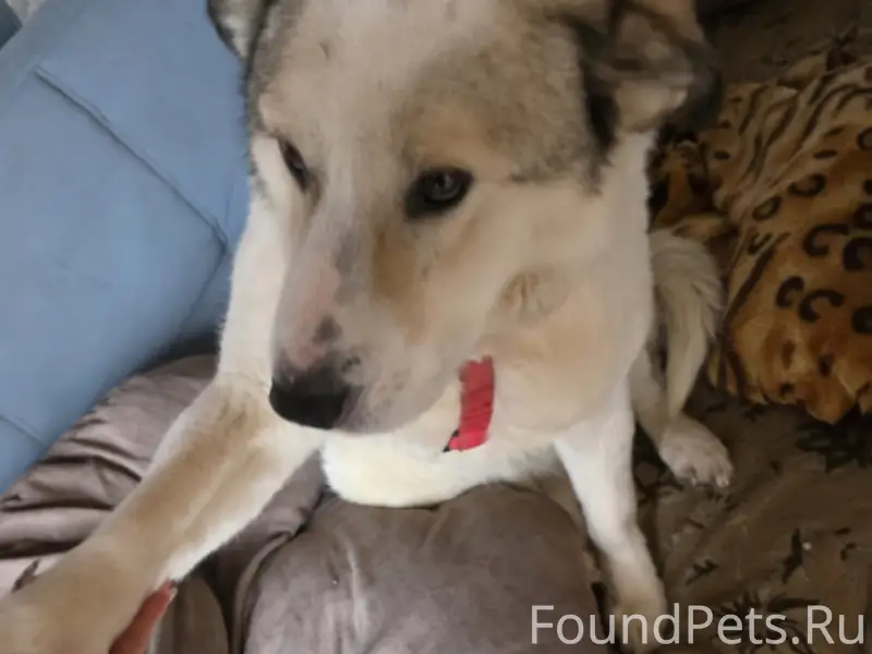 Пропала собака на Заводском. П...