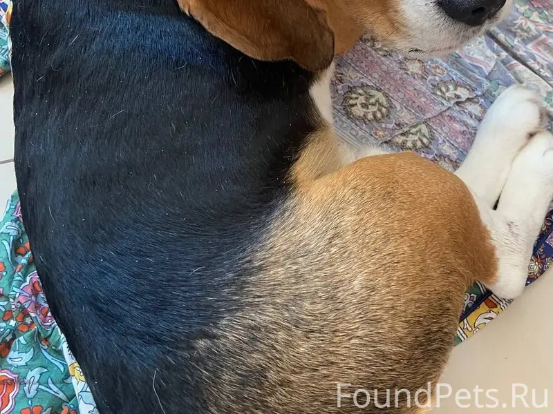 ‼️НАЙДЕНА СОБАКА‼️ Найдена соб...