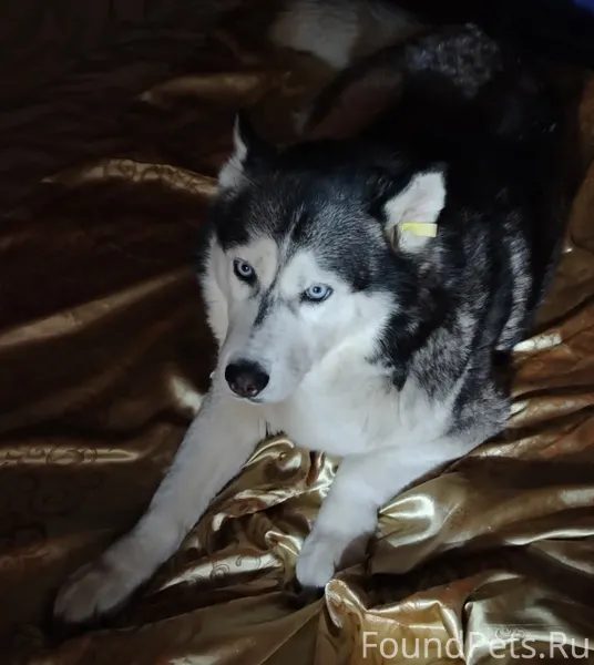 Здравствуйте, потерялась собак...