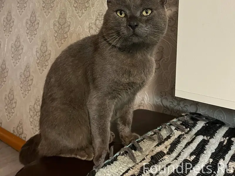 Пропал кот, может кто видел, о...