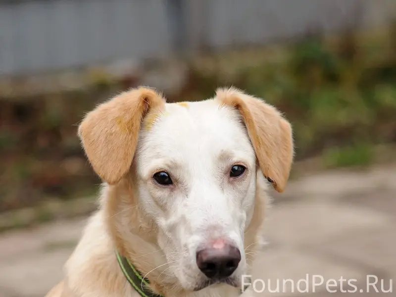 Московская обл, Коломна. #вуди...