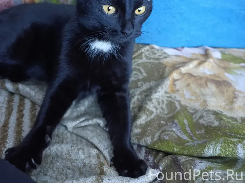 🆘🆘🆘🆘Кинель! Найдена кошка, при...