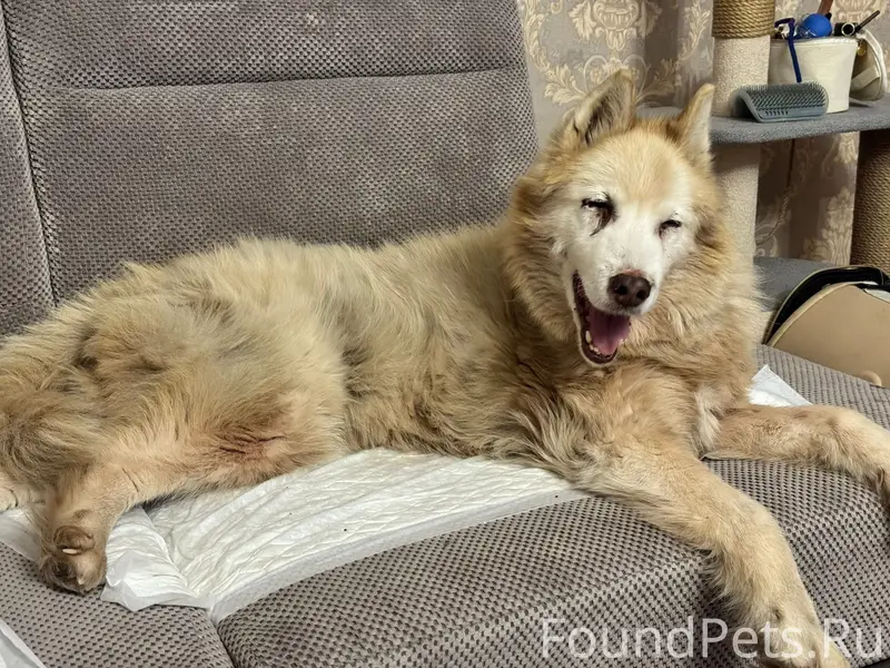 Найдена собака на Улице Яналов...