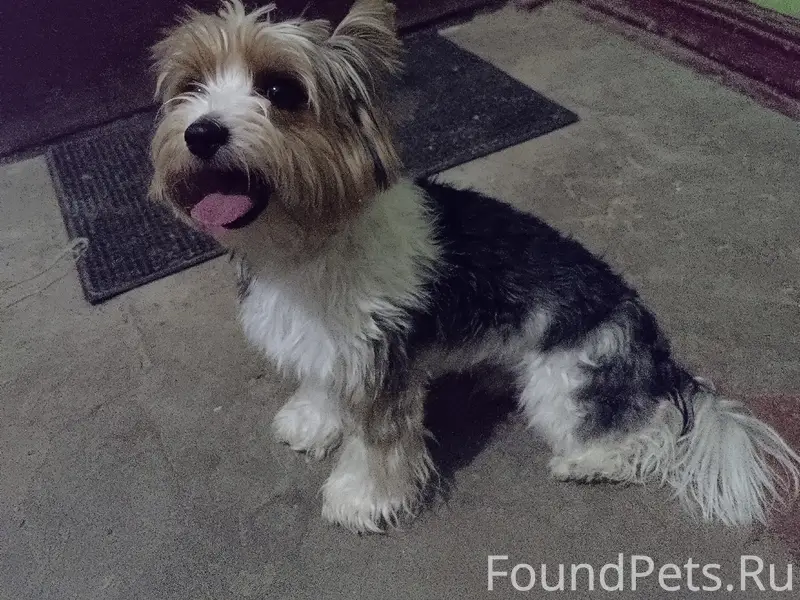 Найдена собака, мальчик, чей п...