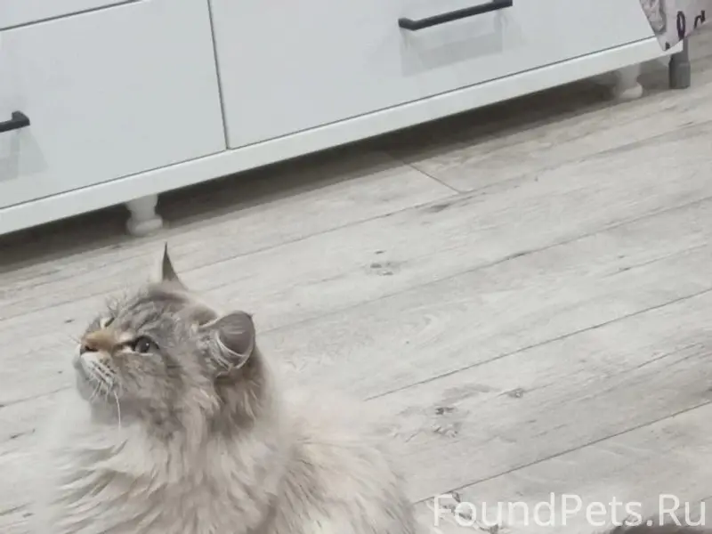 Пропала кошка, район Северных....