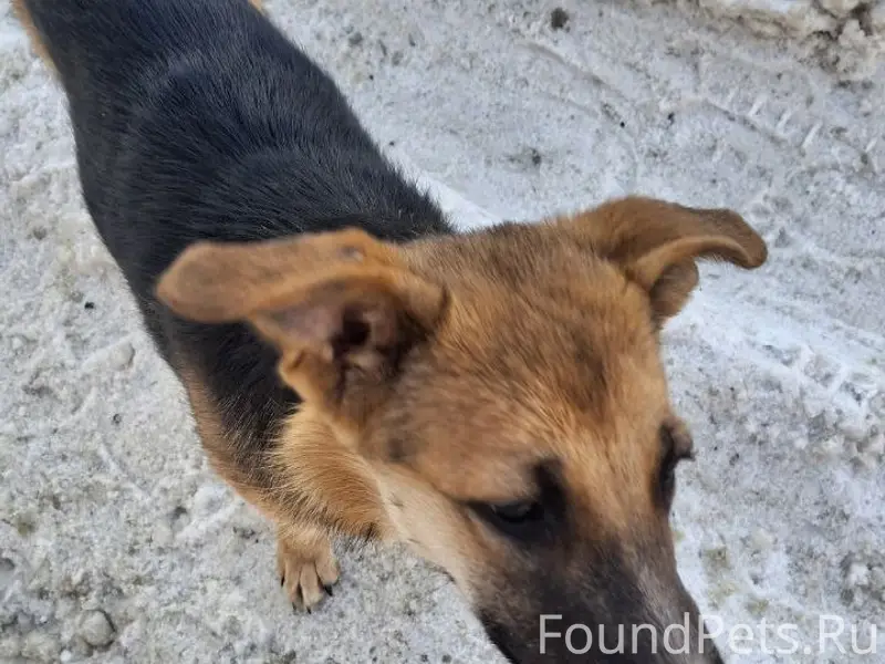 Бегает по арбеково. Молодая. В...